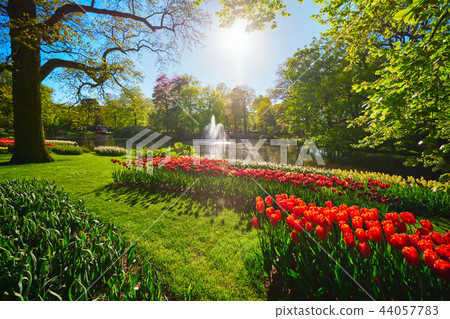 Keukenhof flower garden. Lisse, the Netherlands. Keukenhof flower garden. Lisse, the Netherlands. 44057783