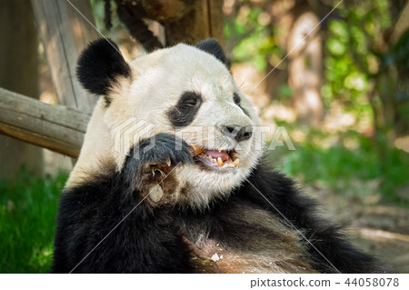 Giant panda bear in China 44058078