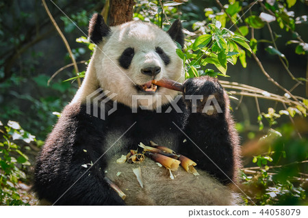 Giant panda bear in China 44058079