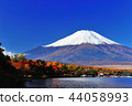 Fuji and autumn leaves 44058993