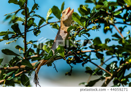 chameleon, lizard, animal, asia, nature, tropical chameleon, lizard, animal, asia, nature, tropical 44059271