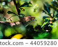 chameleon, lizard, animal, asia, nature, tropical 44059280