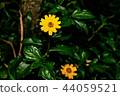 flower, yellow, singapore, green, dailsy, garden 44059521