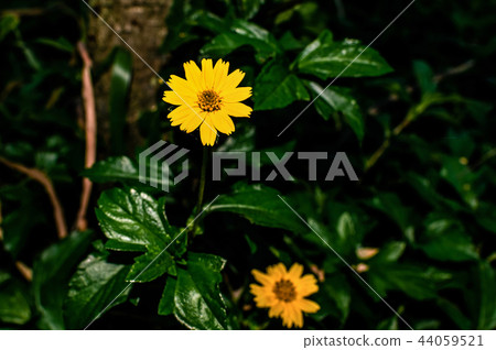flower, yellow, singapore, green, dailsy, garden 44059521