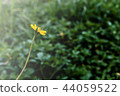 flower, yellow, singapore, green, dailsy, garden 44059522