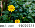 flower, yellow, singapore, green, dailsy, garden 44059523