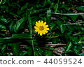 flower, yellow, singapore, green, dailsy, garden 44059524