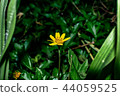 flower, yellow, singapore, green, dailsy, garden 44059525