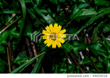 flower, yellow, singapore, green, dailsy, garden 44059526