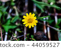 flower, yellow, singapore, green, dailsy, garden 44059527