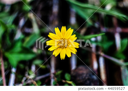 flower, yellow, singapore, green, dailsy, garden 44059527