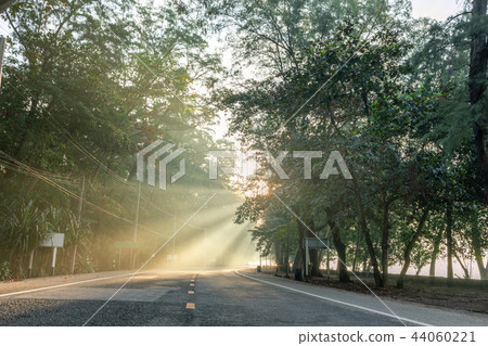 calmness pine forests with the rays of the sunrise calmness pine forests with the rays of the sunrise 44060221
