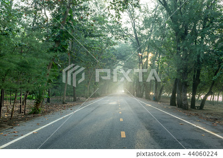 calmness pine forests with the rays of the sunrise calmness pine forests with the rays of the sunrise 44060224