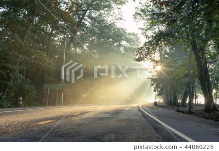 calmness pine forests with the rays of the sunrise calmness pine forests with the rays of the sunrise 44060226