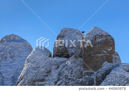 chamois (Rupicapra Carpatica)  on mountain 44060978