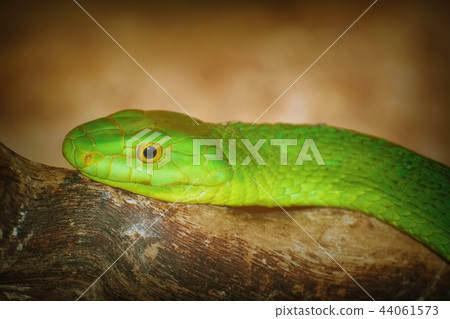 Eastern Green Mamba 44061573