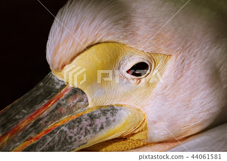 Portrait of Pelican 44061581