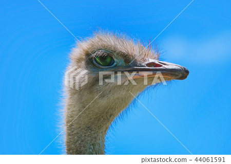 Portrait of Ostrich Portrait of Ostrich 44061591