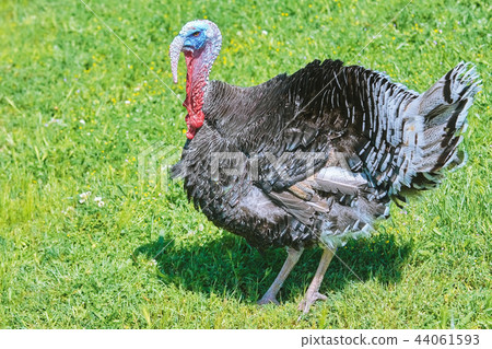 Turkey on Grass 44061593
