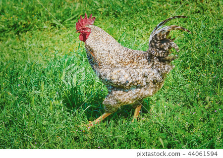 Rooster Walks by the Lawn 44061594