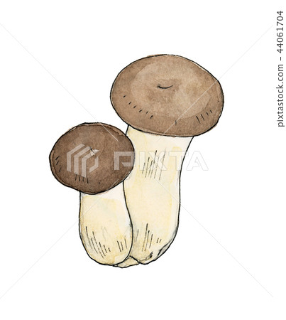 king oyster mushroom 44061704
