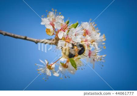 Bumblebee Collects Pollen 44061777