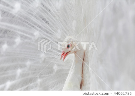 Portrait Of The Peacock 44061785