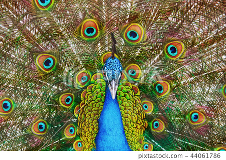 Portrait Of The Peacock 44061786