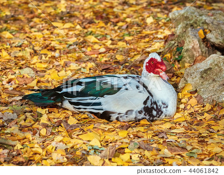 Resting Muscovy Duck 44061842
