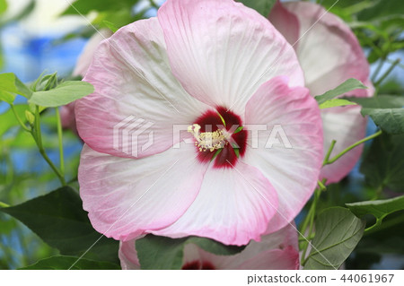 Big American flower Big American flower 44061967