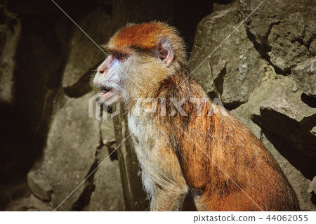 Portrait of Patas Monkey 44062055