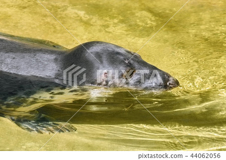 Portrait of Grey Seal 44062056
