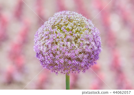 Flower of Allium Giganteum Opening 44062057