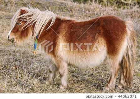 Little Brown Pony 44062071