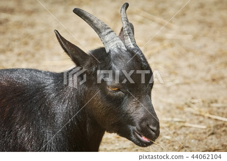 Portrait of She-goat Portrait of She-goat 44062104