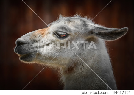 Portrait of Llama Portrait of Llama 44062105