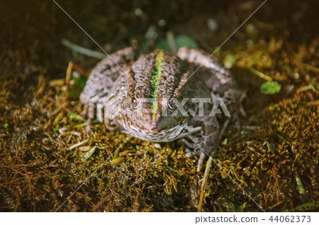 The Pool Frog 44062373