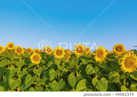 Field of Sunflowers Field of Sunflowers 44062374