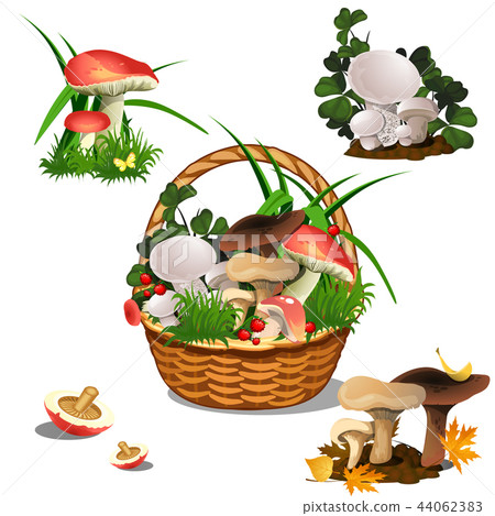 Basket with mushrooms isolated on white background. Set of cut edible wild forest mushrooms. Sketch 44062383