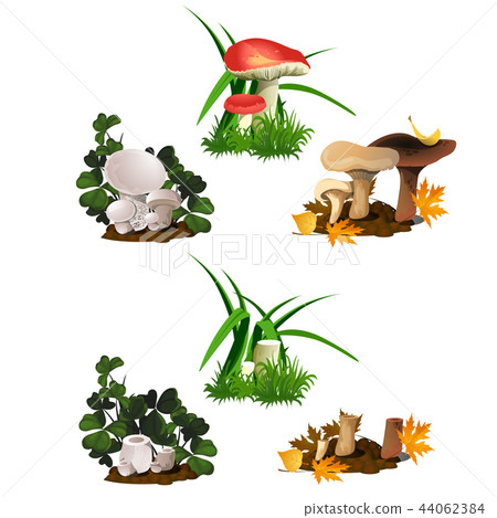 Set of mushrooms isolated on white background. Cut and whole edible wild forest mushrooms. Sketch Set of mushrooms isolated on white background. Cut and whole edible wild forest mushrooms. Sketch 44062384