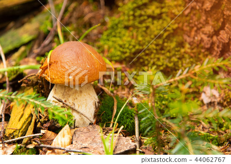 Boletus edulis - edible mushroom. in the forest Boletus edulis - edible mushroom. in the forest 44062767
