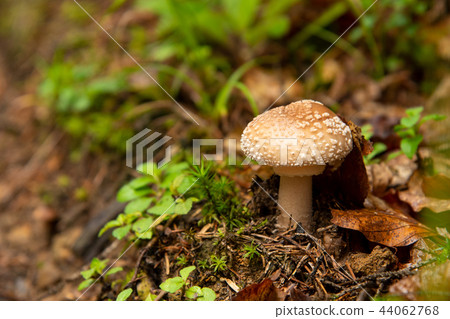 Amanita pantherina Poisonous mushroom in forest. Autumn Amanita pantherina Poisonous mushroom in forest. Autumn 44062768