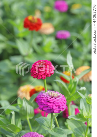 多年生植物美麗的花 多年生植物美麗的花 44062776