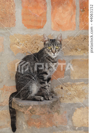 Mix breed cat sitting 44063152