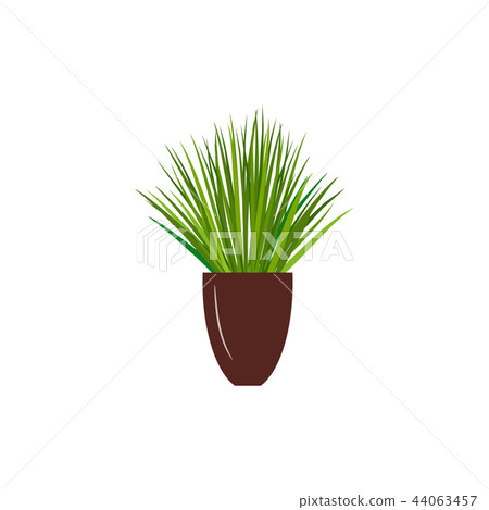 interior decoration, Sansevieria trifasciata interior decoration, Sansevieria trifasciata 44063457