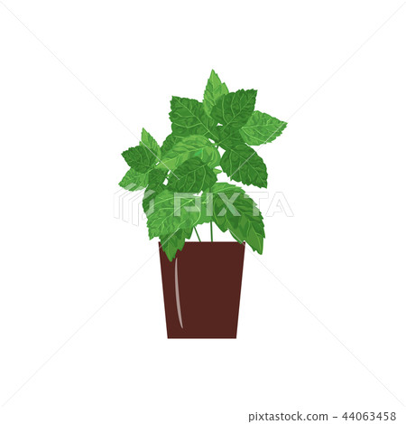 interior decoration, Sansevieria trifasciata interior decoration, Sansevieria trifasciata 44063458