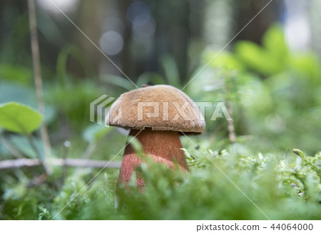 mushrooms mushrooms 44064000