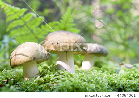 mushrooms mushrooms 44064001
