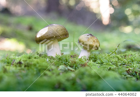mushrooms mushrooms 44064002