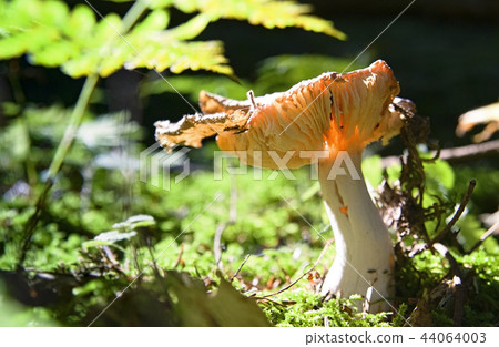mushrooms mushrooms 44064003